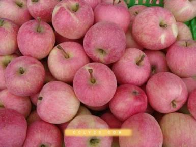 张家口市 怀来美食与特产列表 富士苹果是方家冲村的特色果品.