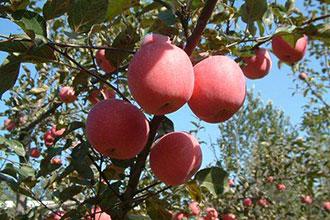 1,土窑贮藏的优点   苹果贮藏保鲜的作用,在于最大限度地保存果品的