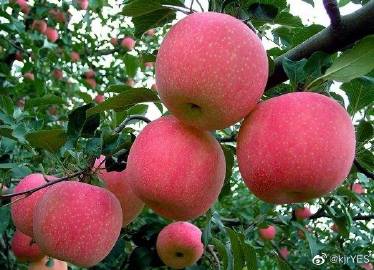 聊城牌红富士是果品的拳头产品.目前全市28万亩,年产量31.